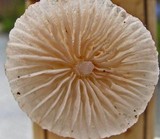 Mycena pusilla image