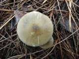 Ampulloclitocybe clavipes image