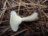 Ampulloclitocybe clavipes image