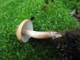 Tricholoma pessundatum image