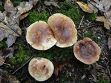 Tricholoma pessundatum image