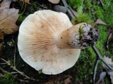 Tricholoma pessundatum image