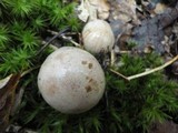 Cortinarius alboviolaceus image