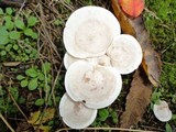Clitocybe rivulosa image