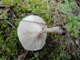 Clitocybe rivulosa image