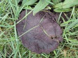 Calvatia cyathiformis image