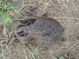 Calvatia cyathiformis image