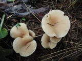Clitocybe fragrans image