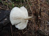 Clitocybe fragrans image