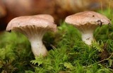 Gomphidius glutinosus image