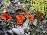 Melastiza chateri image