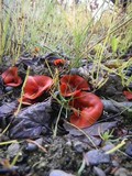 Melastiza chateri image