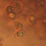 Lyophyllum infumatum image