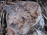 Myriostoma coliforme image