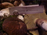 Boletus regineus image