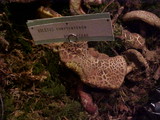 Boletus chrysenteron image