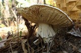 Amanita polypyramis image