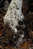 Amanita polypyramis image