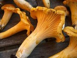 Cantharellus formosus image