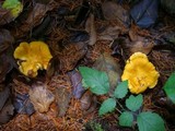 Cantharellus formosus image