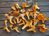 Cantharellus formosus image