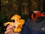 Cantharellus formosus image