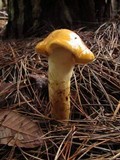 Phaeocollybia ochraceocana image