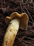 Phaeocollybia ochraceocana image