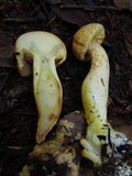 Phaeocollybia ochraceocana image