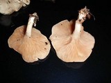 Clitopilus prunulus image