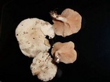 Clitopilus prunulus image