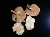 Clitopilus prunulus image