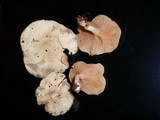 Clitopilus prunulus image