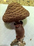 Leucoagaricus americanus image