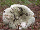 Russula aeruginea image