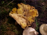 Cantharellus formosus image