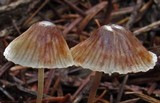 Mycena atroalboides image