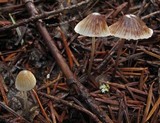 Mycena atroalboides image