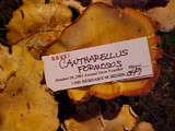 Cantharellus formosus image