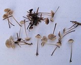 Mycena atroalboides image