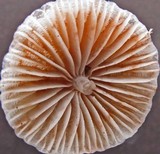 Mycena atroalboides image