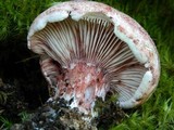Hygrophorus russula image
