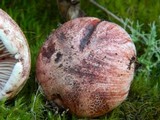 Hygrophorus russula image