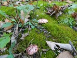 Hygrophorus russula image