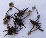 Mycena algeriensis image