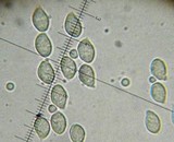 Mycena algeriensis image