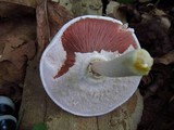 Agaricus placomyces image