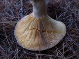 Lactarius chelidonium image