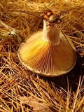 Lactarius chelidonium image