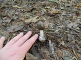 Amanita sect. Vaginatae image